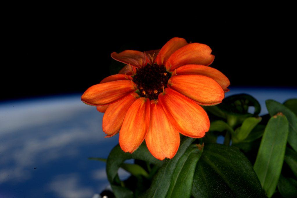 First Zinnia in Space