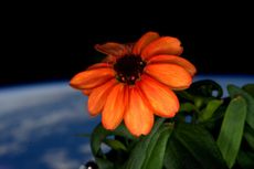 First Zinnia in Space