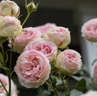 pink eden rose in bloom