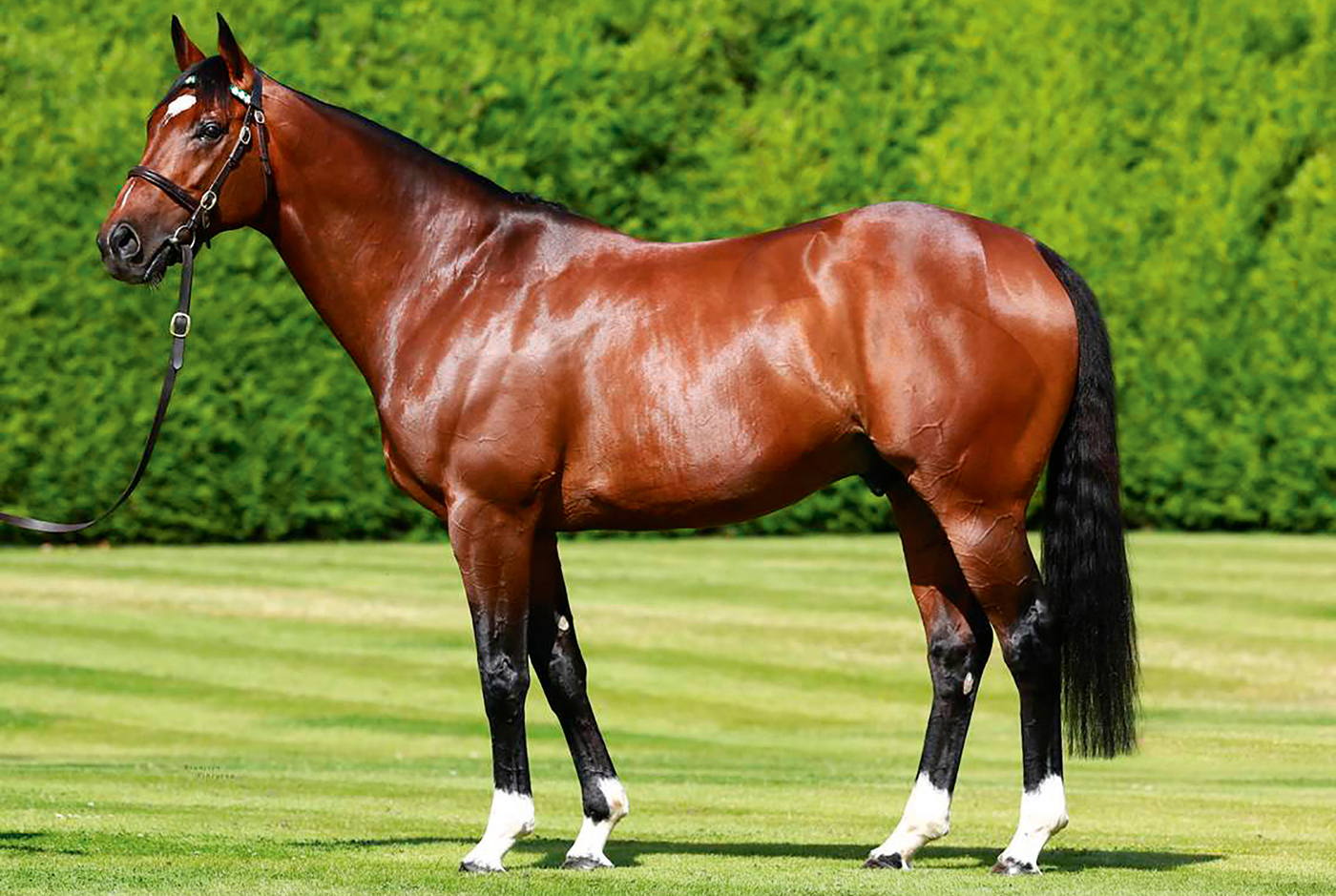 Frankel standing at stud