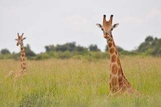 1 Long Neck, 4 Species: New Giraffe Diversity Revealed | Live Science