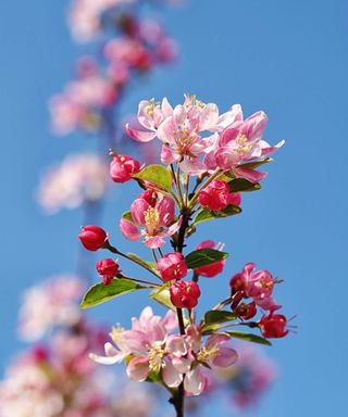 Pink blooms of a crabapple tree