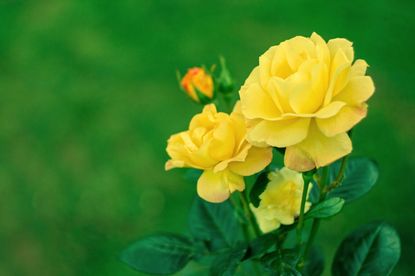Yellow Rose Bush