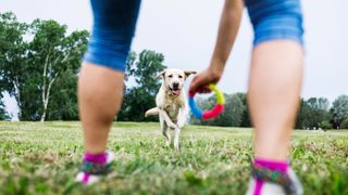 Owner holding out a toy for her dog to run towards in the park