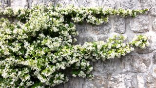Jasmine growing on a wall
