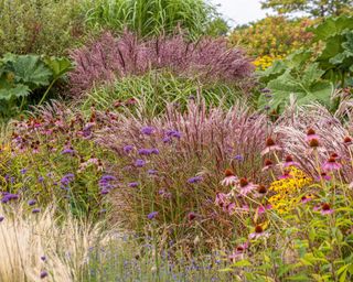 Miscanthus sinensis ornamental grass in garden border