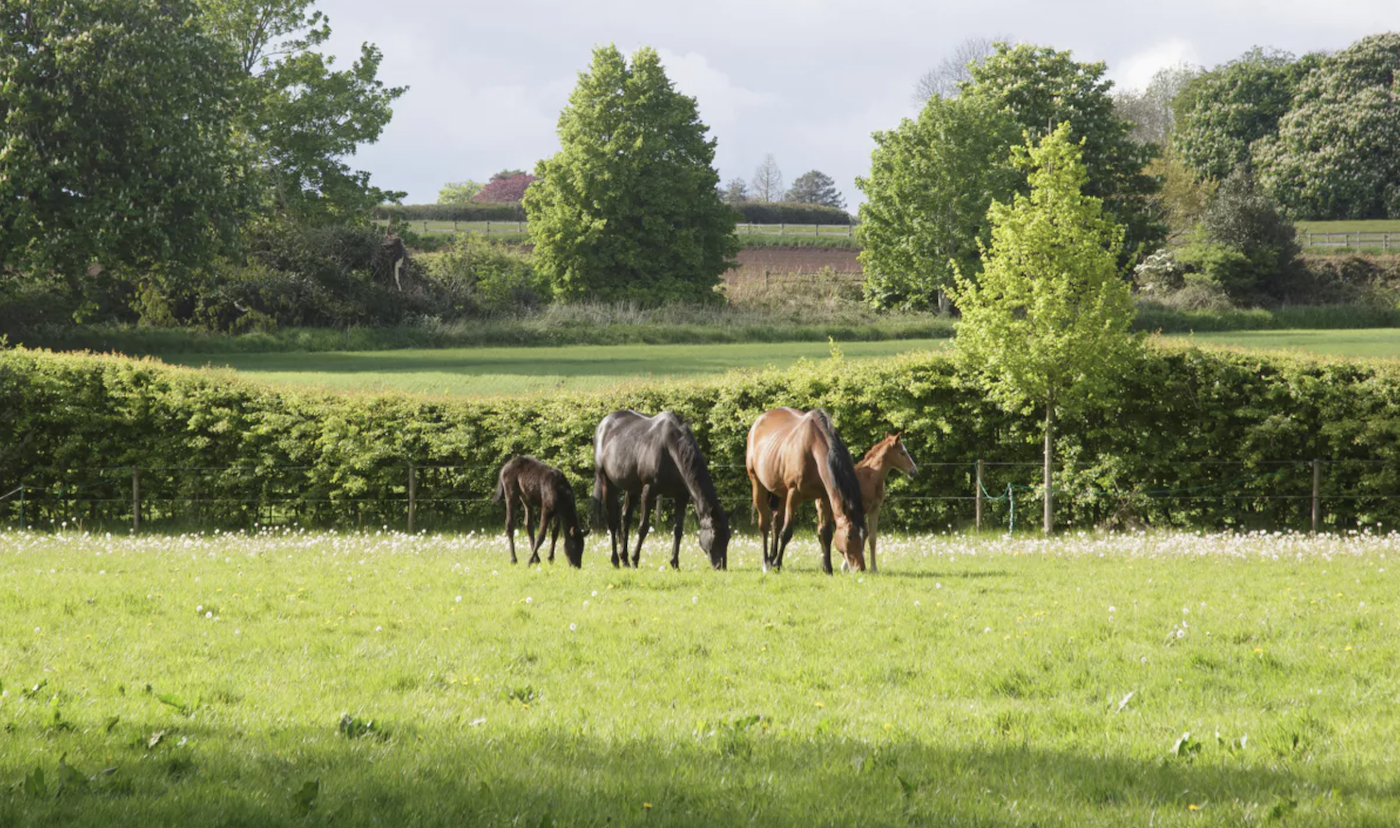 Field with horses