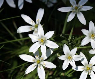 Star of Bethlehem, Ornithogalum umbellatum, with white blooms in the spring