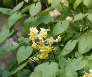 Epimedium with heart-shaped leaves and yellow flowers