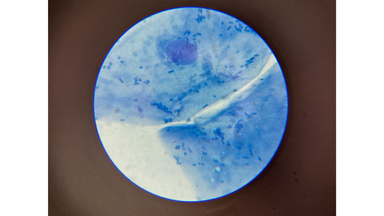 Swift SW380T microscope close-up of cheek cells