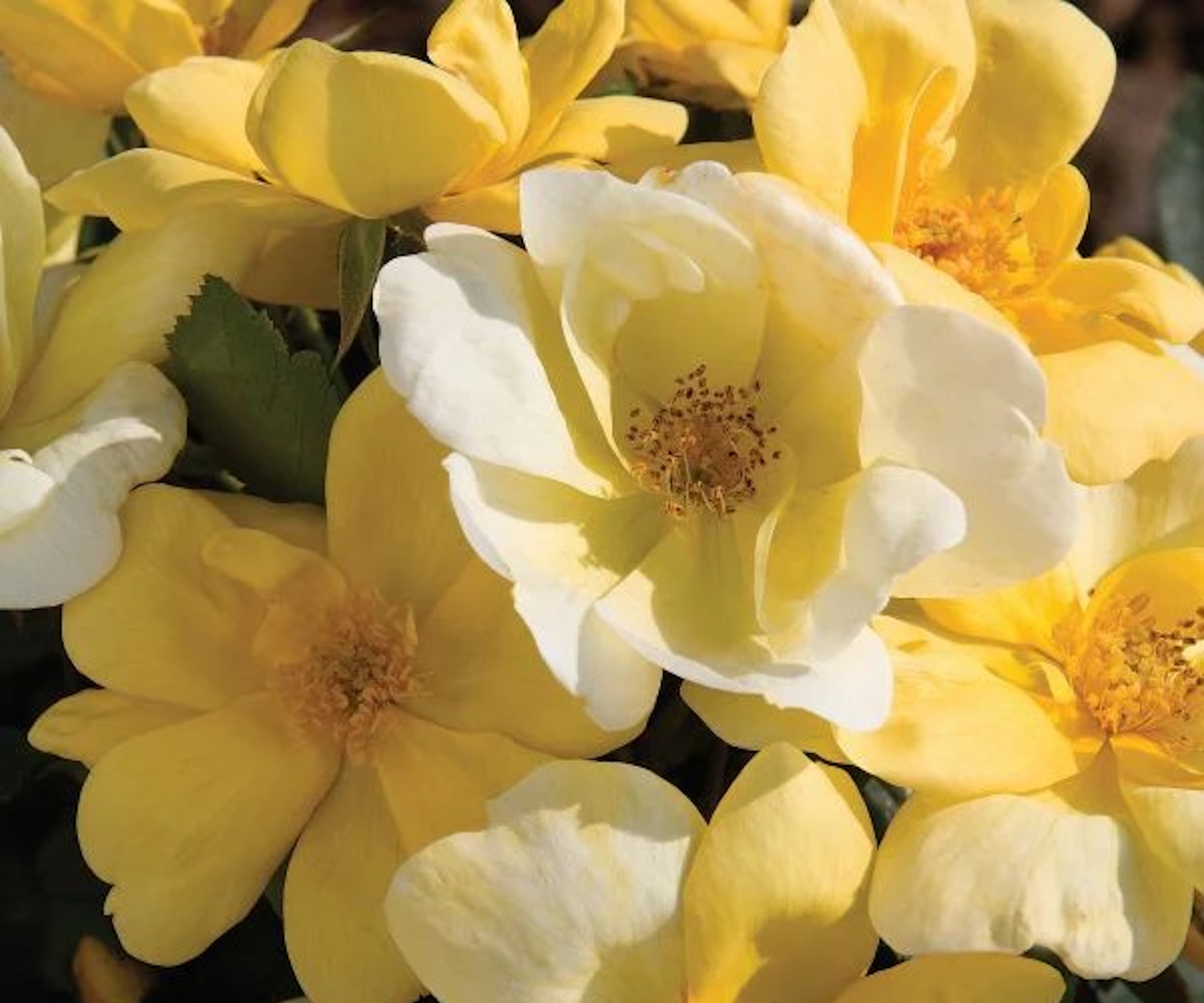 Sunny knock out rose with yellow blooms