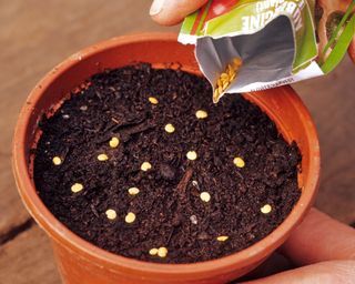 sowing aubergine (eggplant) seeds into a pot