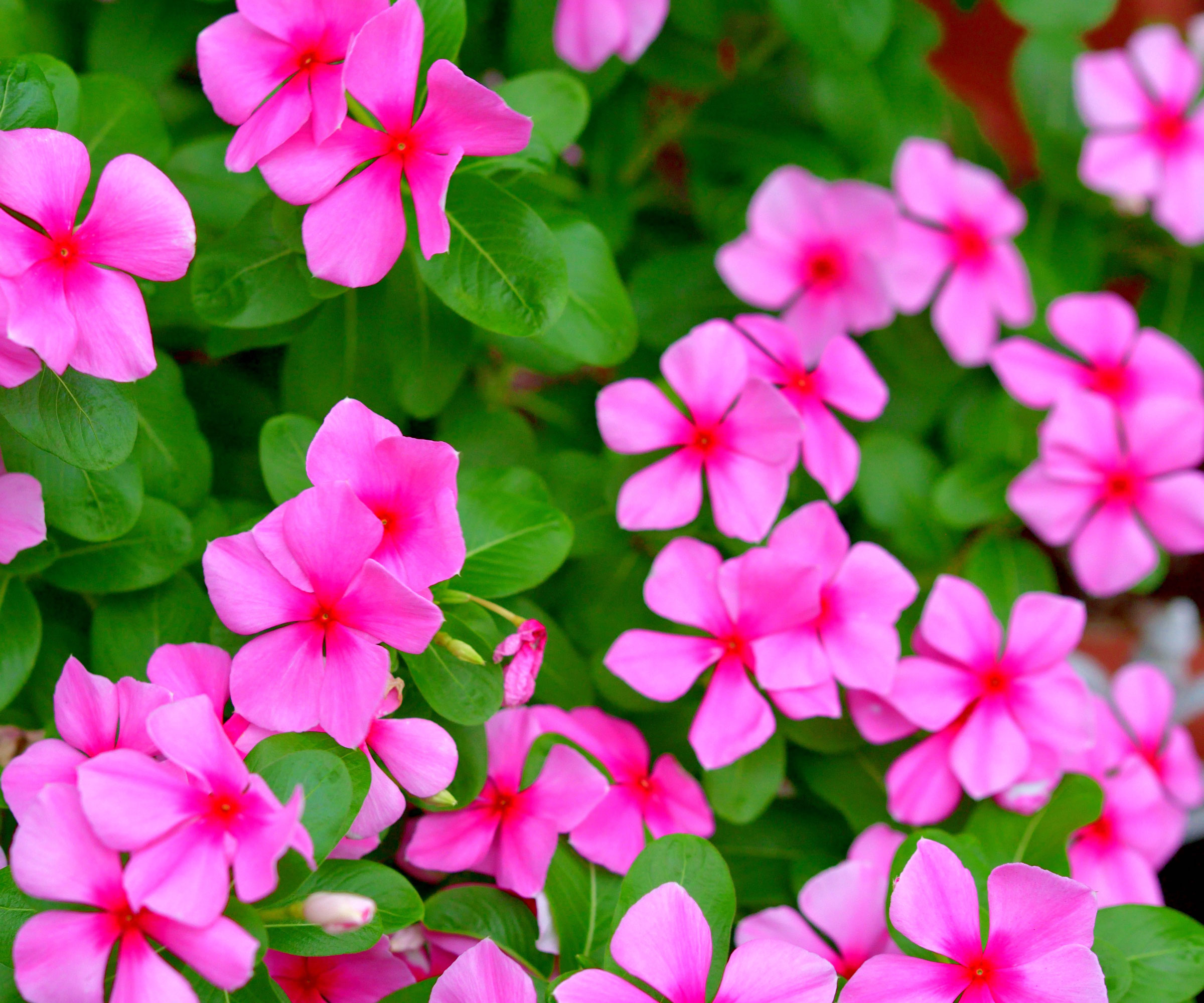 Madagascar periwinkle plant with bright pink flowers