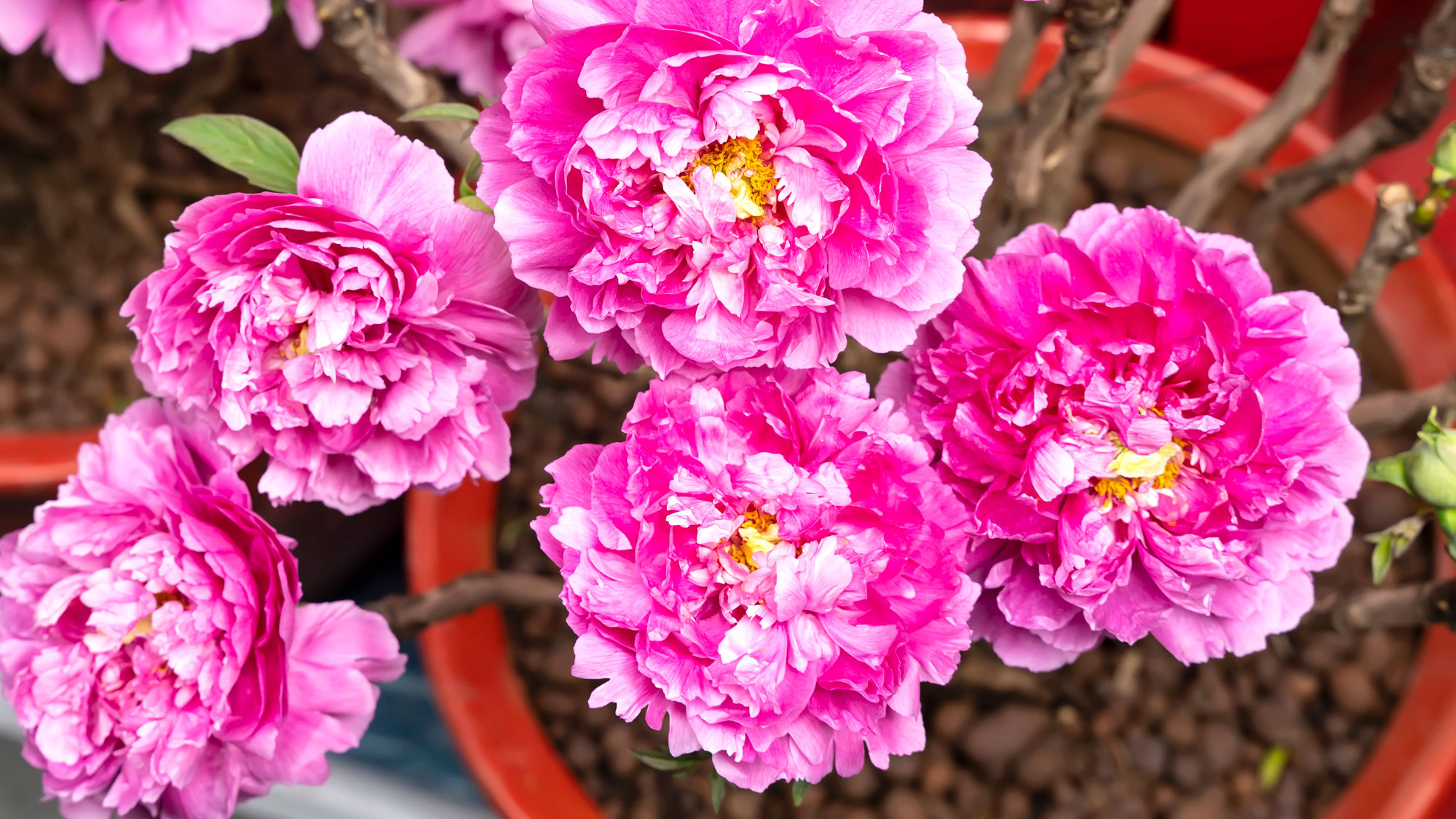 pink peonies growing in orange pot