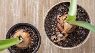 amaryllis bulbs in pots with green leaves