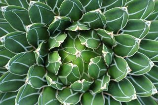 Queen Victoria agave (Agave Victoria reginae), a drought tolerant succulent plant