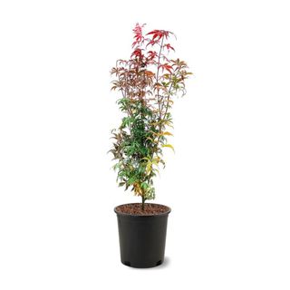japanese maple live plant in pot
