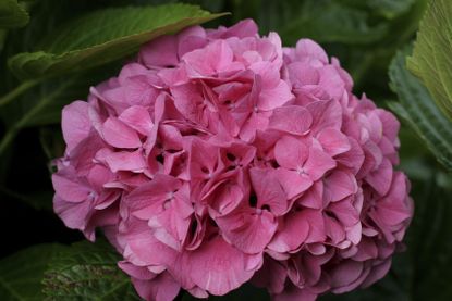 Pink Hydrangea Flower Growing in Alkaline Soil