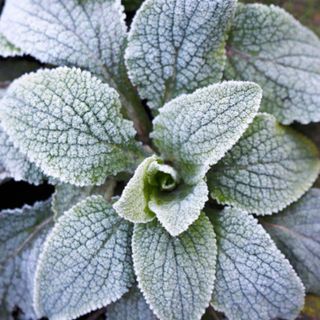 Frosted primula foliage in garden