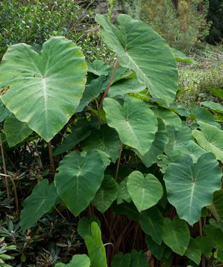 large heart-shaped green of Colocasia esculenta 'Pink China’