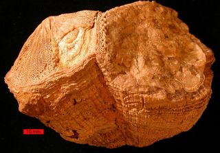 Fossils of rudist bivalves such as this one (<em>Vaccinites</em>) discovered in the United Arab Emirates' Al-Hajar Mountains, provide valuable insight into what life was like millions of years ago.