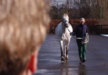 trot_up2.jpg
