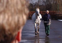 trot_up2.jpg