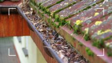 picture of dirty gutter with moss and leaves in it 