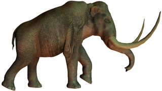 the extinct columbian mammoth