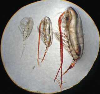 copepods, life in arctic seas, arctic expeditions, arctic life, north pole life, arctic ocean life, phytoplankton, zooplankton, arctic seas, earth, environment, animals, arctic ocean in winter