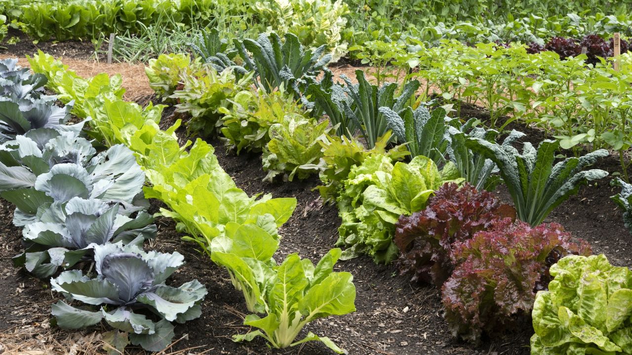 Vegetable garden full of crops