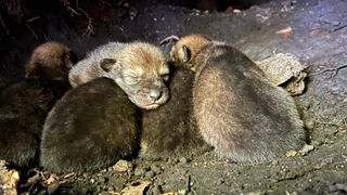 Five red wolf pups lying on top of one another in their den.