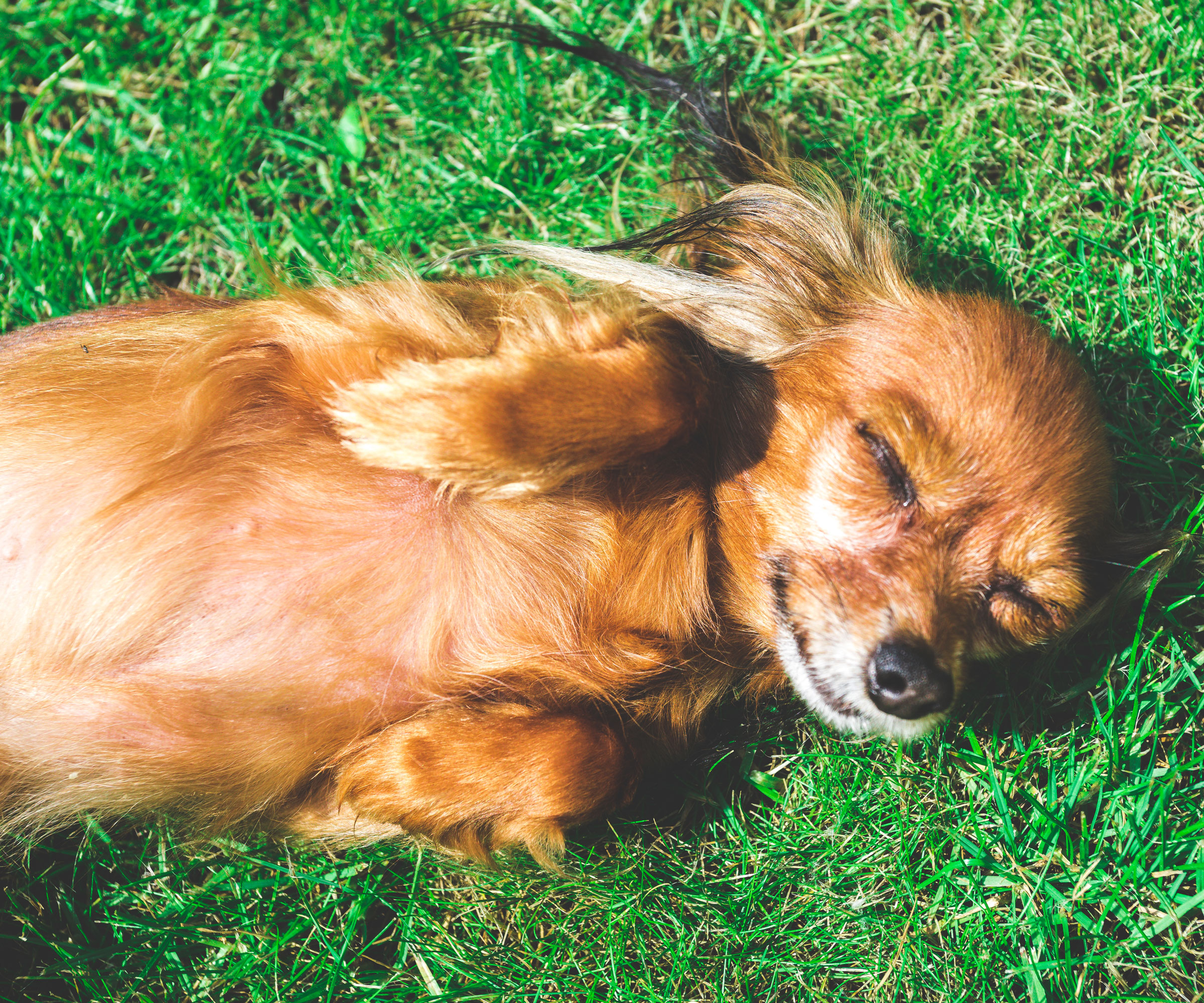 small dog rolling on garden lawn
