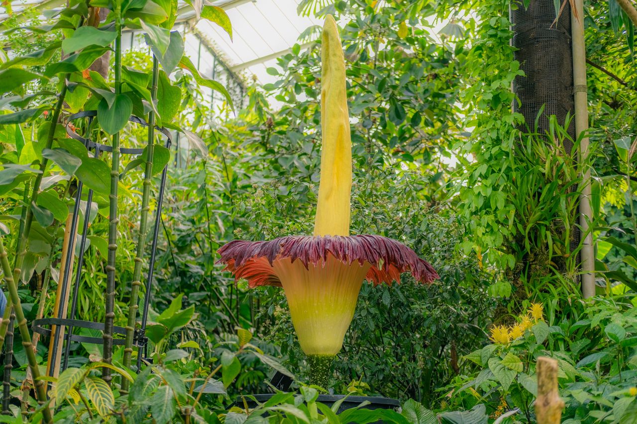 The Titan arum. Very large, very pretty, very smelly.