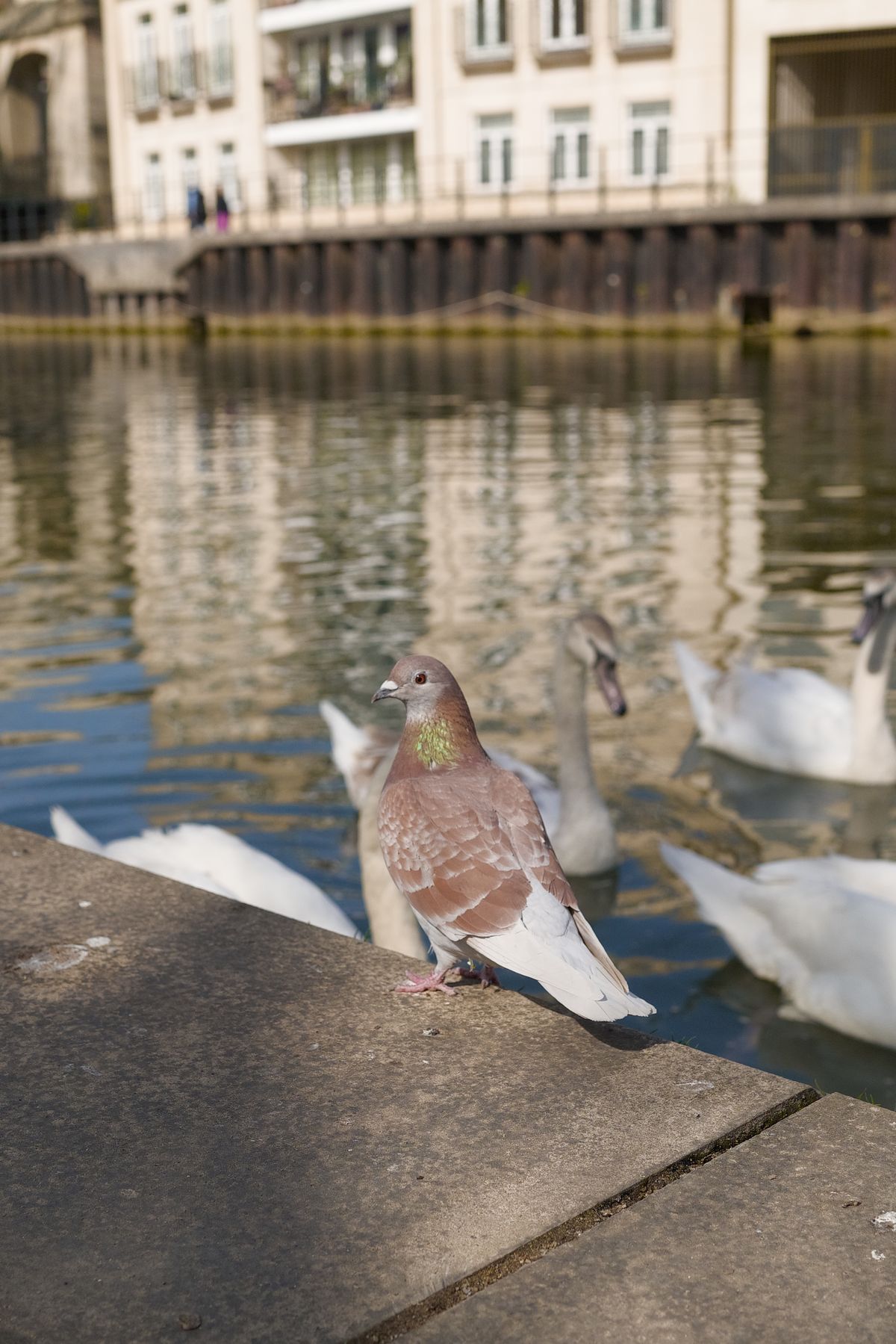 A photo of a pigeon, taken on a Sigma BF camera