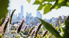 New York City view from a rooftop garden 