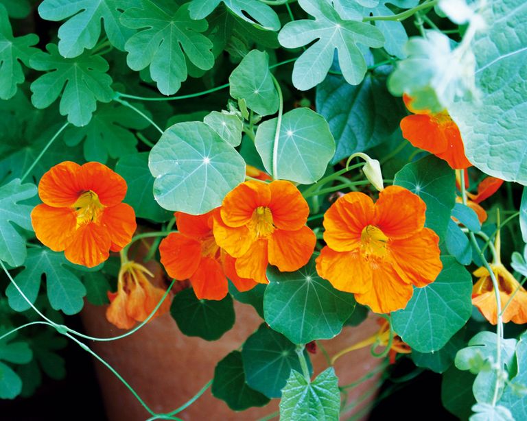 when to plant nasturtium seeds – nasturtiums with orange flowers