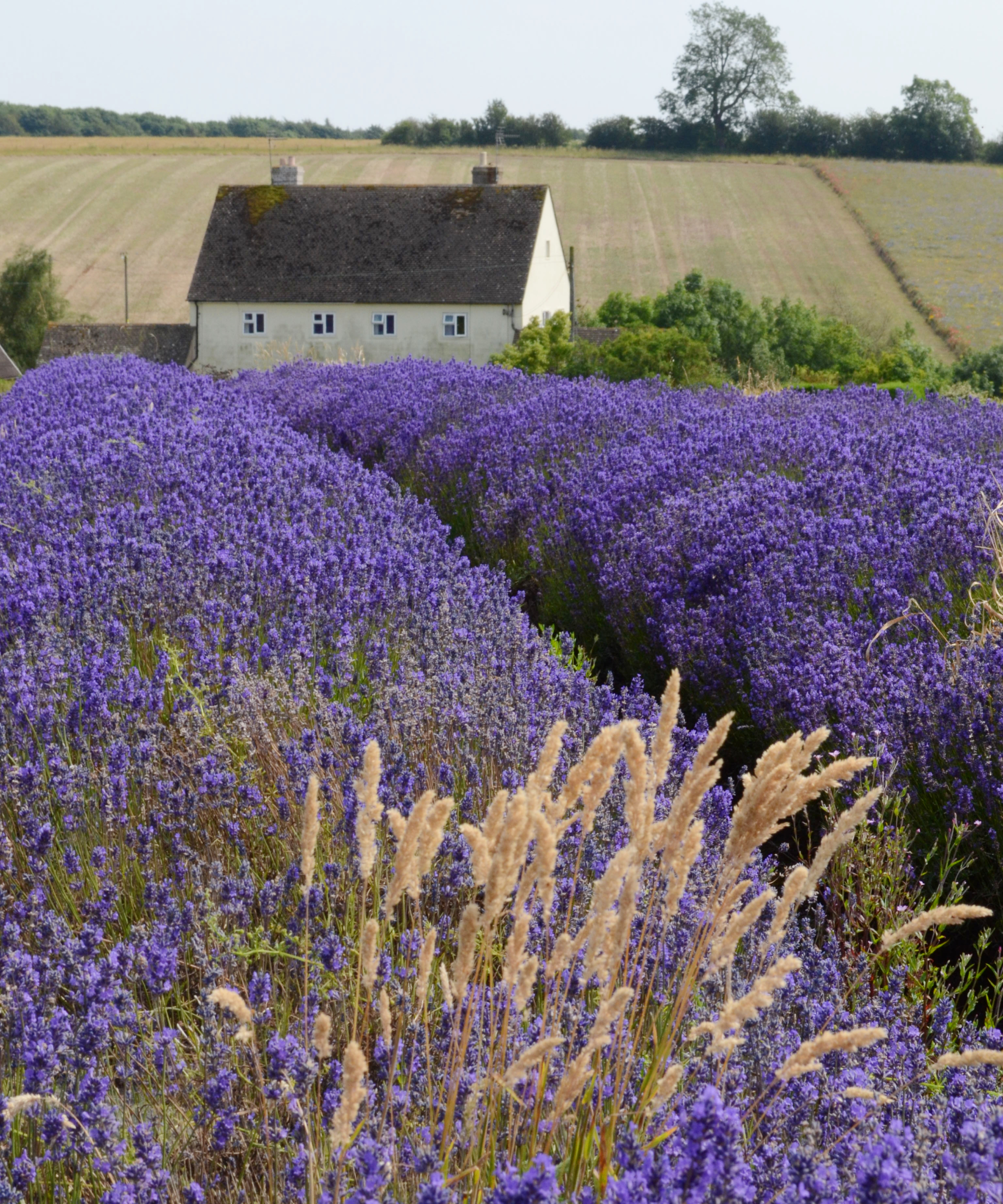abundant lavender growing