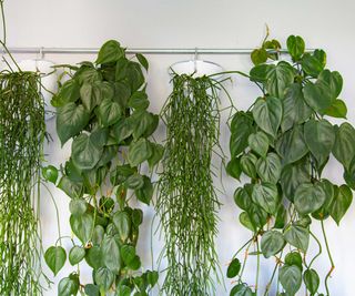 houseplants hanging from rod