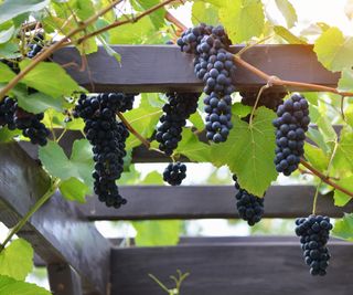 Bunches of grapes growing on a vine up a pergola