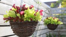 Two hanging baskets are filled with red and green lettuces and placed in front of a wooden slatted fence