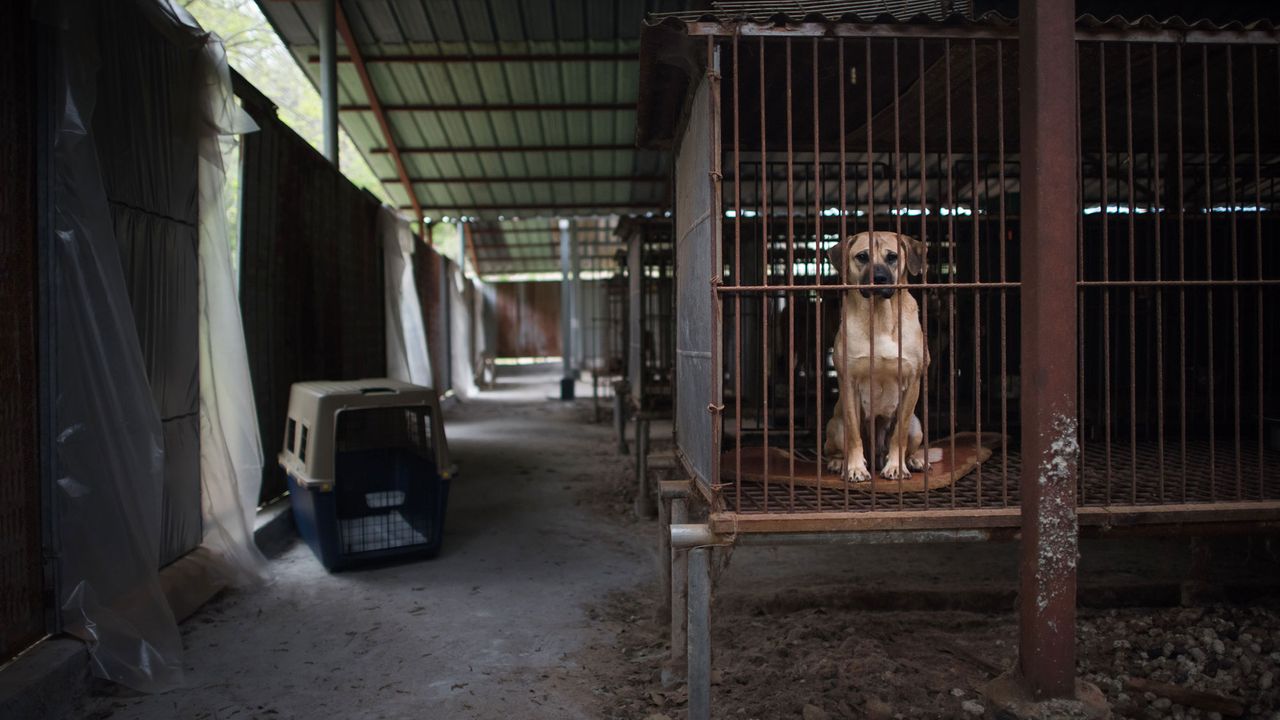 dog meat farms