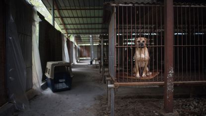 dog meat farms