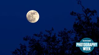 A full moon rising over a forest