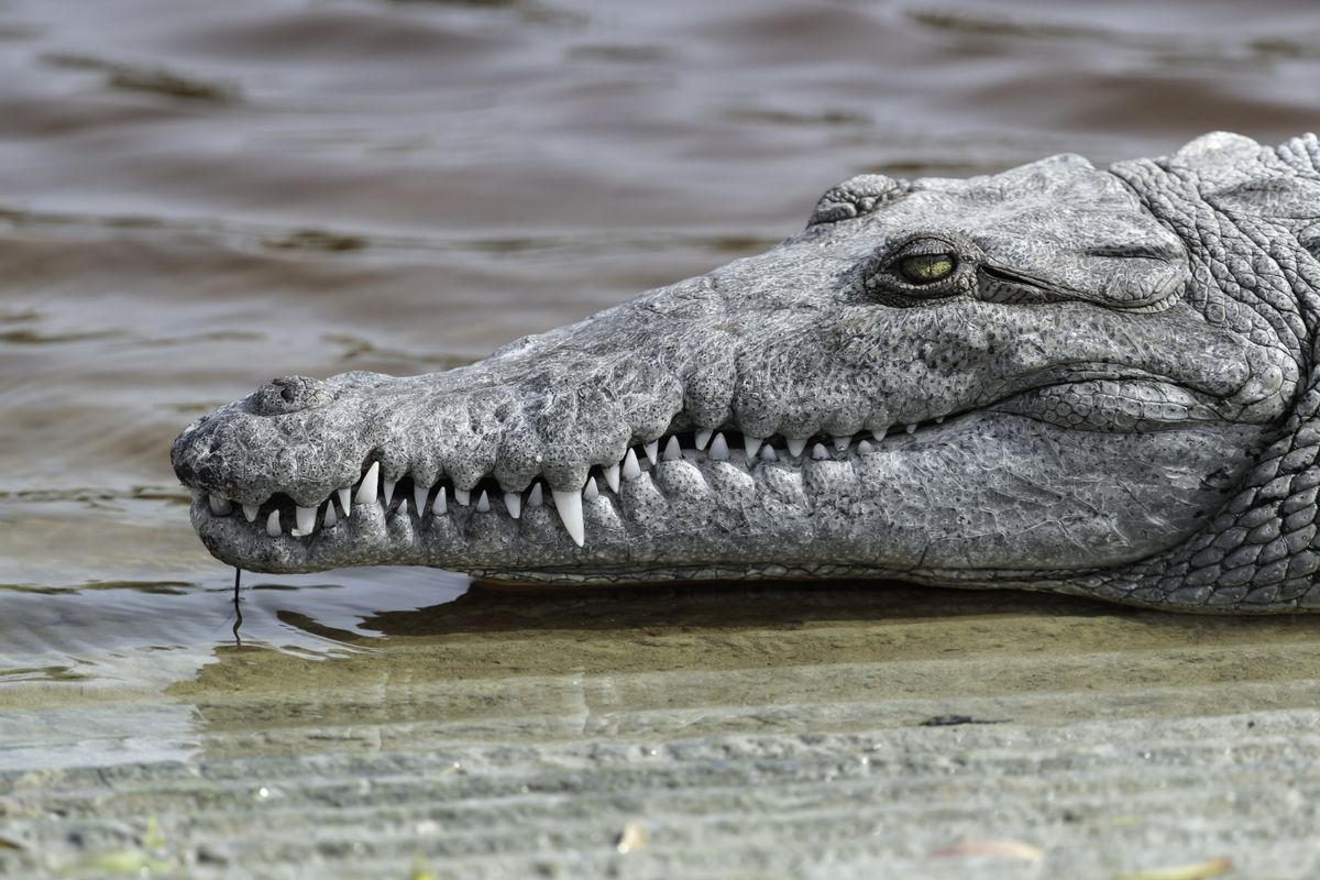 La nascita verginale è stata registrata per la prima volta in assoluto negli alligatori