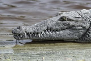 Close up showing the head of an American crocodile as it rests on the bank of a river