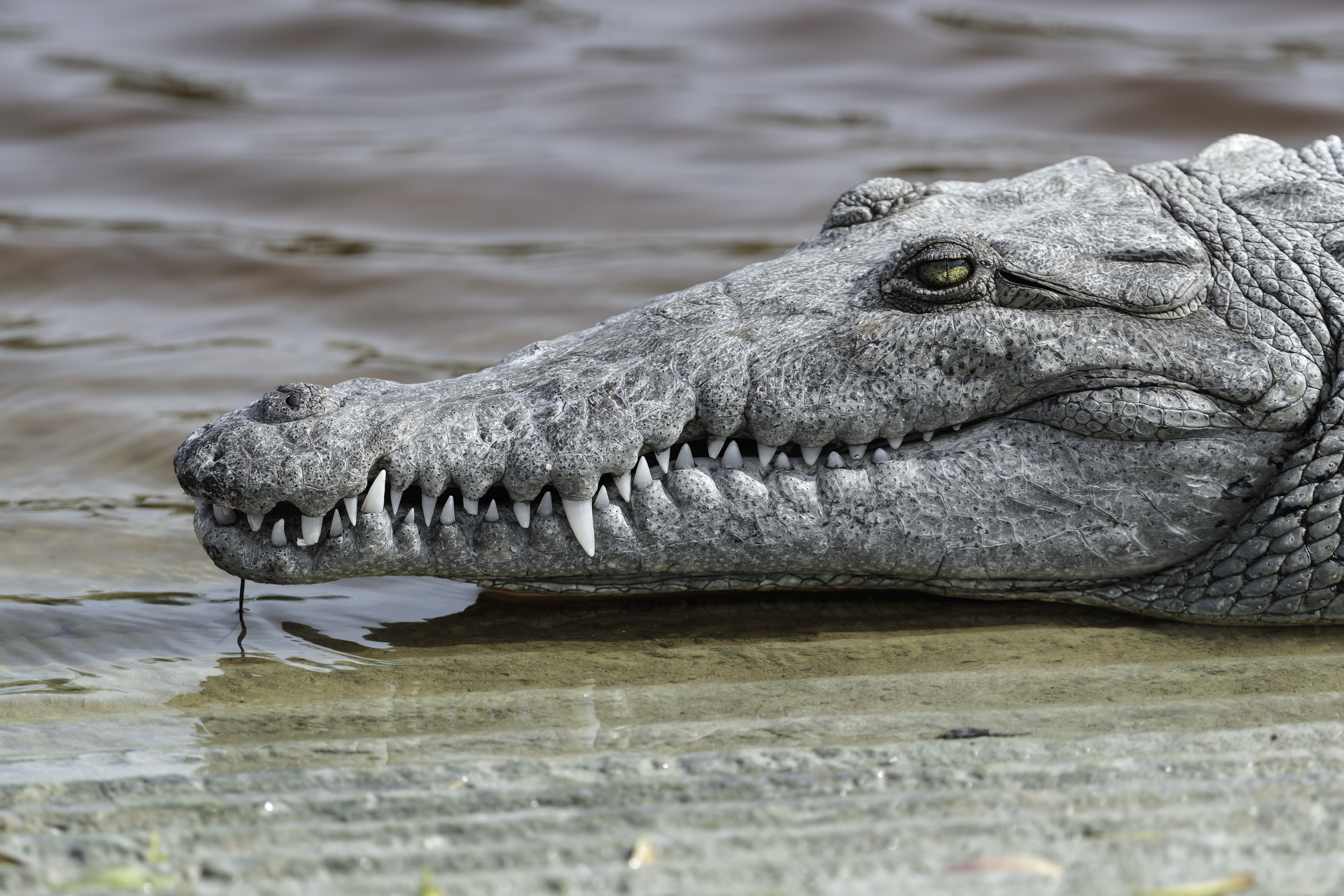 Crocodiles and gharials are getting bizarre orange 'tans' in Nepal