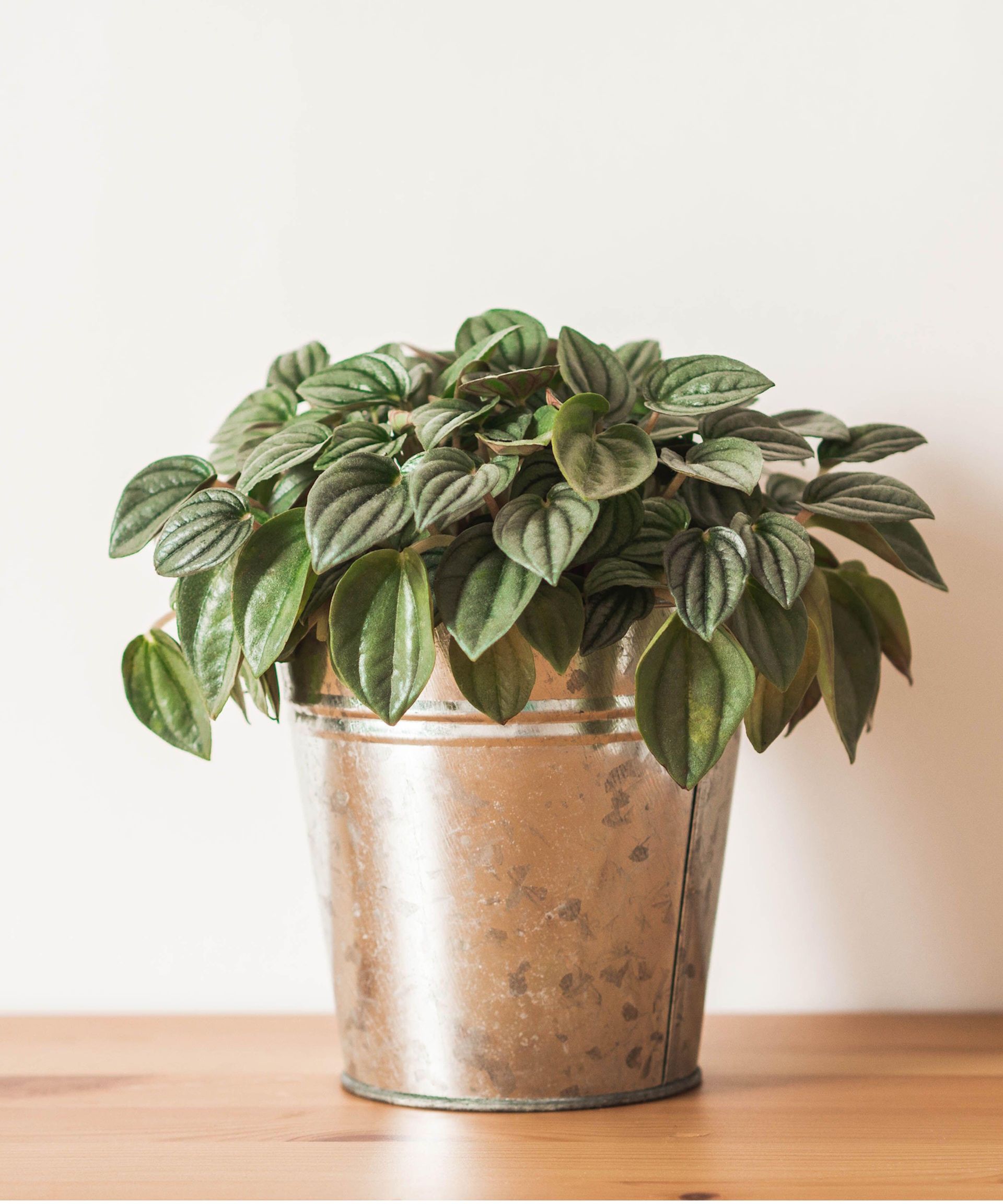 Peperomia plant