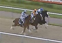 Shire horse race at Lingfield Park