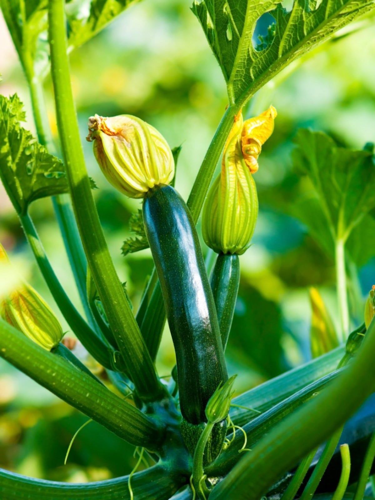 Hollow Zucchini Squash